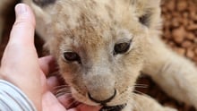 Lion cub in a facility in South Africa