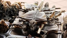 Bodies of Lizards dried for use in traditional medicine in a Chinese Pharmacy in Singapore - World Animal Protection