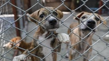 Cachorros atrás de uma grade. Um deles se apoiando com a pata e com o focinho entre os buracos. Outro um pouco mais distante, olhando para frente. E um terceiro ao fundo, olhando para outro lado.
