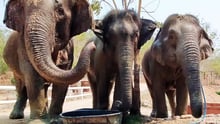 Elephants eating at BLES (Boon Lott’s Elephant Sanctuary)