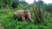 Elephant in the wild