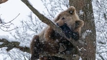 A bear in the snow at the Libearty sanctuary.