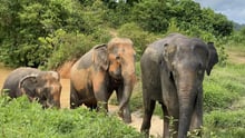 Three elephants at the Tree Tops sanctuary