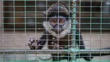 A Red-Tailed Monkey With Large, Expressive Eyes Looks Through The Bars Of A Cage. Its Hands Are Gripping The Wire Mesh, And It Appears To Be Observing Its Surroundings From Within The Enclosure.