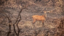 pantanal-fires-response