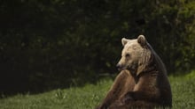 A bear in a sanctuary sits in the grass