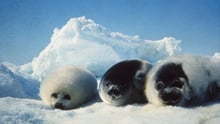 seals 