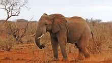 A wild elephant in Tsavo East national park in Kenya