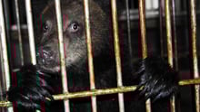 Bear bile survey China