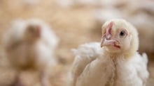 19 day old meat chicken in Kenya - Change for chickens - World Animal Protection