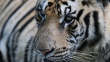 Tiger in captivity
