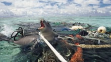 Seal caught in fishing gear. © Michael Pitts
