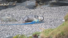 Seal in ghost fishing gear, Cornwall