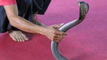 Cobra wildlife not entertainers