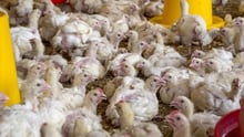 factory-farmed chickens