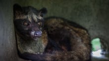  a caged civet cat at a \"Luwak\" coffee farm