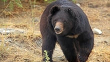 Survivors at home in special sanctuary for disabled bears