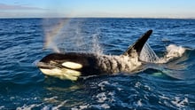 whale