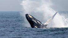 A humpback whale breaching off the coast of Massachusetts, US