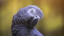 African grey parrot in the wild - World Animal Protection - Wildlife. Not pets