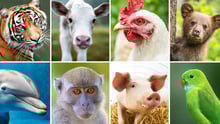 animal collage