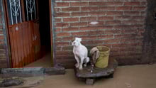 Caption: A dog sits outside a flooded house in Zoatlan, Nayarit state, some 150 km northwest of Guadalajara, Mexico, Saturday, Oct. 24, 2015. 