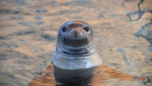 seal swimming
