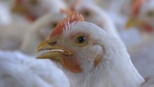 chicken