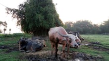Assam floods India