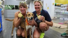 Athena the dog with two Olympic gold medallists at our dog adoption event in Rio