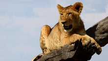 Lioness lying on tree