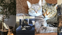 collage of employees' cats