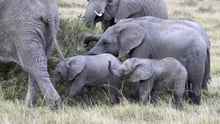 Baby elephant