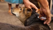 Dog being vaccinated