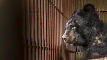 bear bile vietnam