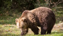One of the residents at the Romanian bear sanctuary