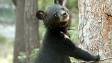 A moonbear on a tree, pictured at the Endangered Species Preservation Centre in South Korea.