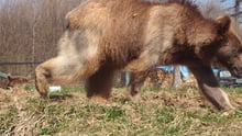 Bear from Gyumri Zoo at Romanian sanctuary