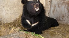 bear, Pakistan