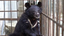 bear, Pakistan