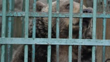 bear, Romania
