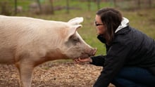 Pig