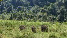 elephants, Thailand