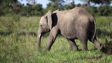 A young elephant in Mikumi National Park, Tanzania