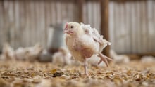 broiler chicken