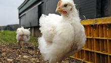 broiler chicken