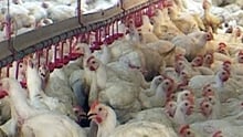 My Job on a Factory Farm