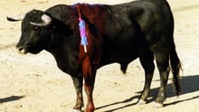 bull in Pamplona