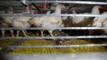 caged chickens