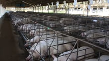 pigs